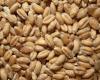 Complicado con el trigo, Brasil compraría más cereales