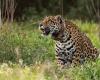 Encontraron un nuevo ejemplar de jaguar en el noroeste argentino