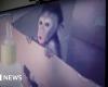 Mujer de Kidderminster se declara culpable de participar en una red de tortura de monos