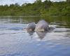 Se realizó socialización de propuesta de reglamento de avistamiento de delfines de río – .