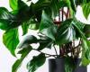 2 plantas colgantes que agregarán color y armonía a tu hogar y les encantará estar a la sombra – .