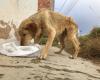 Rescatistas de Tunja piden a Alcaldía activar convenios de protección animal. Hay una superpoblación de caninos – .