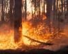 El servicio forestal recuerda al público que tenga cuidado con los incendios / Artículo – .