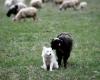 La adopción como forma de escapar de la extinción de los perros pastores