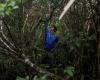 “Un excursionista ingenioso sobrevive 10 días atrapado en el bosque de Taiwán, corta la tubería de agua para llamar al rescate – Firstpost -“.