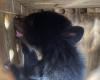 Dos osos andinos fueron trasladados a un santuario en Cundinamarca