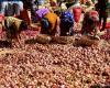 El levantamiento de la prohibición de exportar cebollas hace subir los precios – .