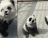 Se indignaron al descubrir que la exhibición de pandas en realidad eran perros teñidos de blanco y negro.