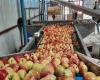 “Los productores de manzanas en Cachemira ‘detienen’ el envasado en cámaras frigoríficas mientras los precios son testigos de la caída – Roshan Kashmir -” .