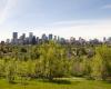 “Por qué los álamos son tan populares en Calgary, es decir, en número”.