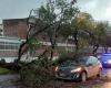 Por fuerte viento, un árbol cayó sobre un auto en Iturraspe y López y Planes