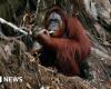 Malasia ofrece ‘diplomacia orangután’ a los importadores de aceite de palma