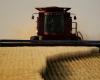 Los precios del trigo se han disparado debido al conflicto global y al clima extremo.