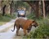 Los turistas de safaris de vida silvestre presencian al majestuoso tigre dando un paseo por el bosque. Video – .