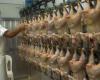 República Dominicana vende huevos y carne de pollo a Cuba en medio de crisis
