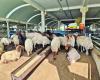 Suben los precios de las ovejas importadas – .