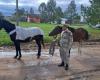 Secuestran cuatro caballos sueltos en Pueblo Belgrano y los trasladan a la Granja Penal N°9 – El Día de Gualeguaychú – .