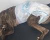Perro pitbull fue apuñalado y abandonado en un basurero de Bucaramanga
