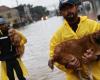 Rescatistas luchan por salvar a cientos de animales atrapados por inundaciones en el sur de Brasil – .