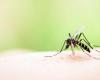 Entre Ríos bajó la barrera de los 1.000 casos semanales de dengue