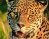 El viaje de “Mombyry”, el jaguar nacido en libertad en el Parque Iberá – .