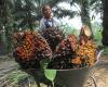 Sabah en camino hacia la producción sostenible de aceite de palma – .