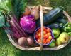 7 verduras que no deberían compartir el jardín