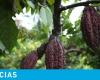 El precio del cacao alcanza un nuevo mínimo en mayo de 2024; ¿por qué sigue cayendo? – .