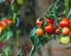 Los consumidores luchan mientras el clima errático hace subir los precios del tomate