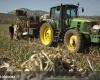 Asaja advierte de “una cosecha a la baja” de ajo en Córdoba por la pérdida del 50% de la superficie plantada