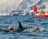 Orcas hunden yate de vela en el Estrecho de Gibraltar, petrolero salva a la tripulación – .