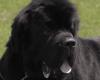 “Los perros de Terranova se apoderan del Bayfront Festival Park durante la semana”.