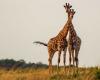 Las jirafas hembras tienen cuellos más largos para alimentar a sus crías. – .