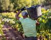 La Rioja recibirá más de 14 millones de euros por la cosecha verde