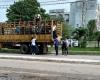 Estudiantes de medicina transportan ganado en camión en Villa Clara