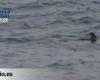 Reaparece el tiburón avistado en la playa de Melenara, que vuelve a estar cerrada al baño