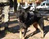 Se jubila Inca, el perro “agente” más antiguo del Servicio Penitenciario de Córdoba