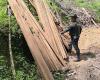 Aplican estrictos controles a tala ilegal de árboles en Garzón – .