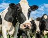 Los productores de leche del país, preocupados por la baja demanda y consumo; Sindicatos piden al Gobierno tomar medidas para ayudar a los productores