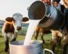 ¿Subirá el precio de la leche? Hay preocupación entre productores del sector por baja demanda