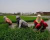 India aumenta los precios de los cultivos mientras Modi intenta ganarse a los agricultores