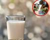 El precio de la leche podría seguir aumentando tras la crisis de los productores: Analac – .